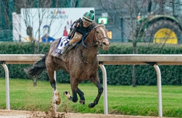 Picture Perfect: The Allure of the Tuscan Sky Horse Breed.