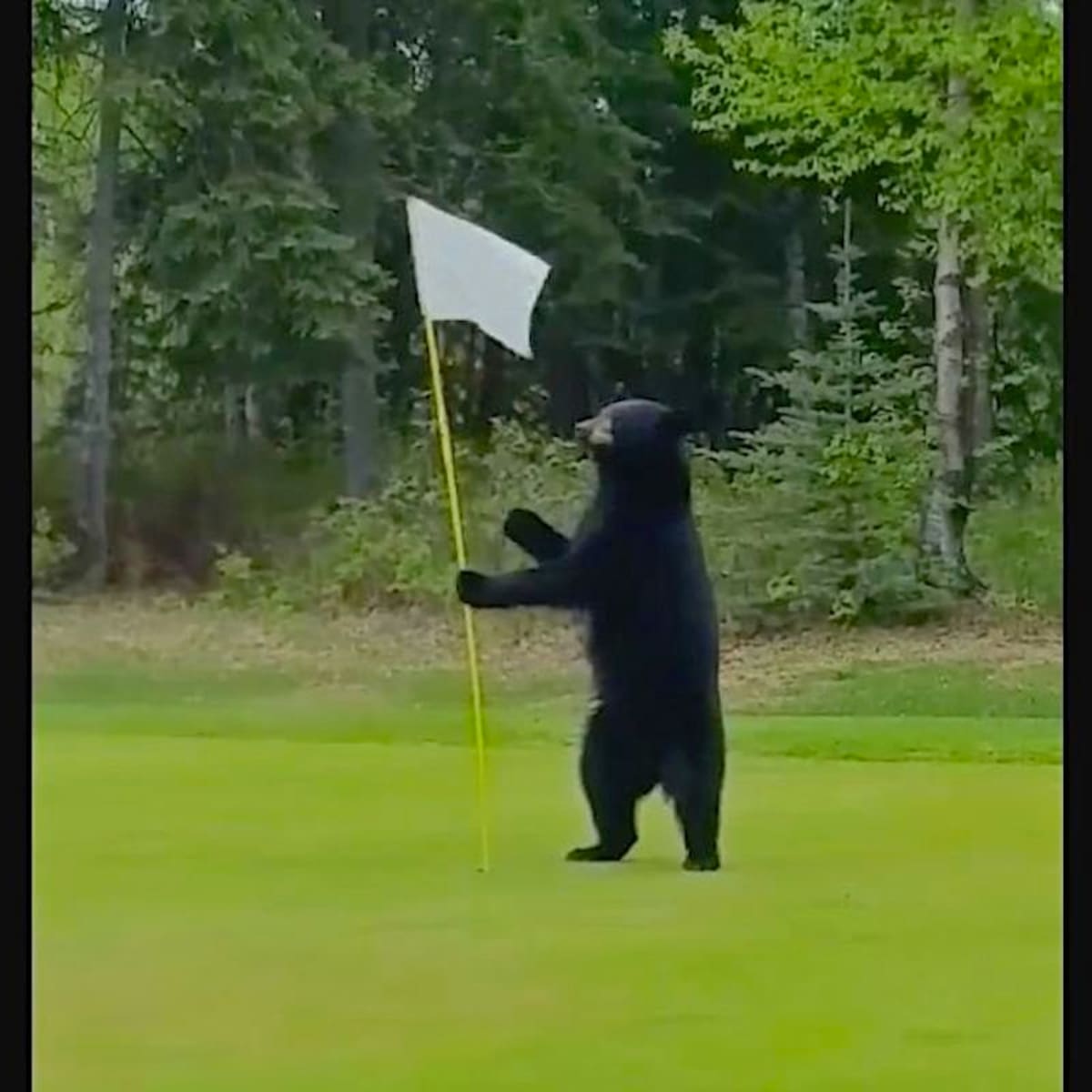 The Bear Golfer: Unbelievable Wildlife Encounters in Golf.