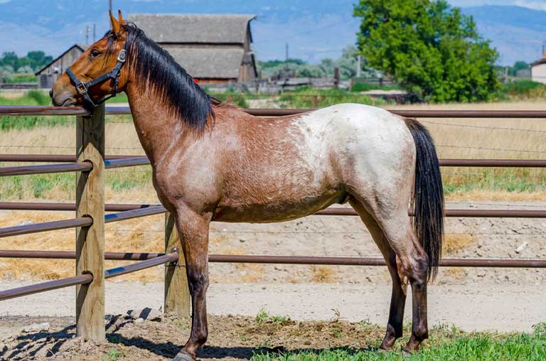 All About Quarter Horse and Thoroughbred Mix: Traits, Care, and More