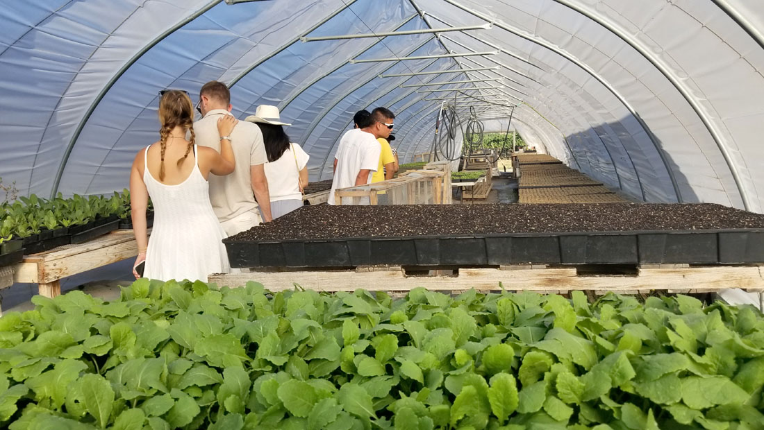 Horowitz Farm: A Family-Friendly Farm Experience (Review)