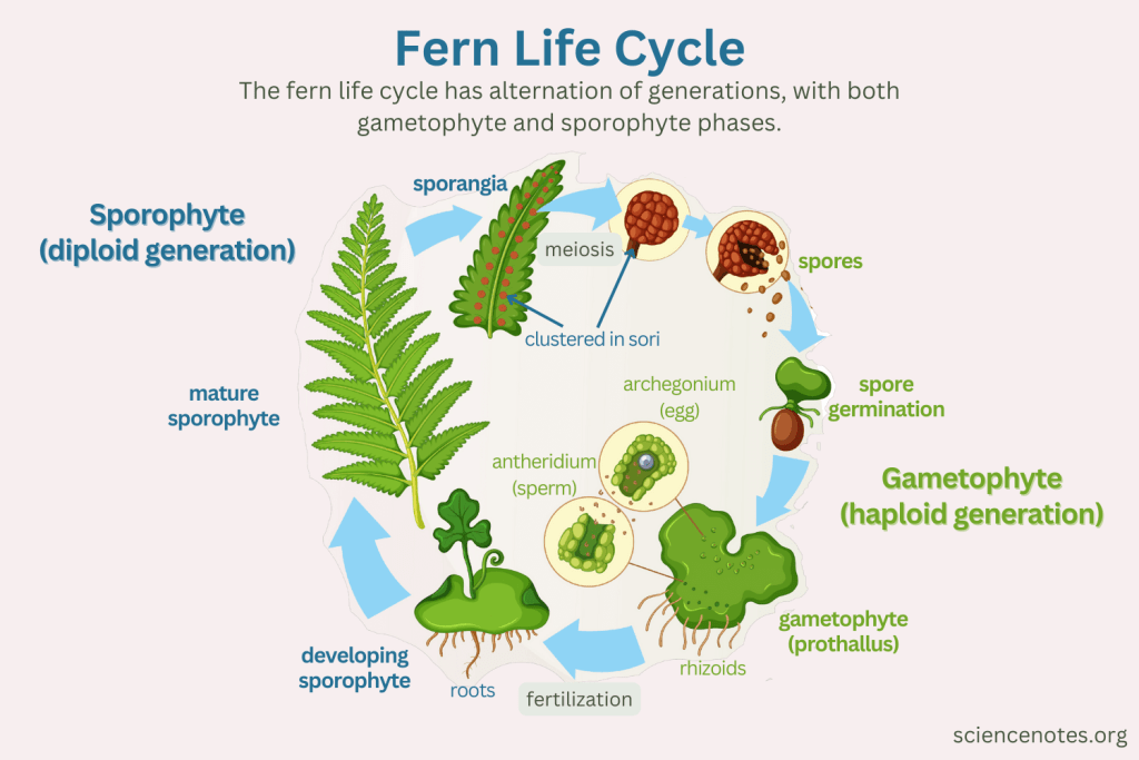 What is the dominant generation in ferns? Understanding the fern life cycle made really simple for beginners.