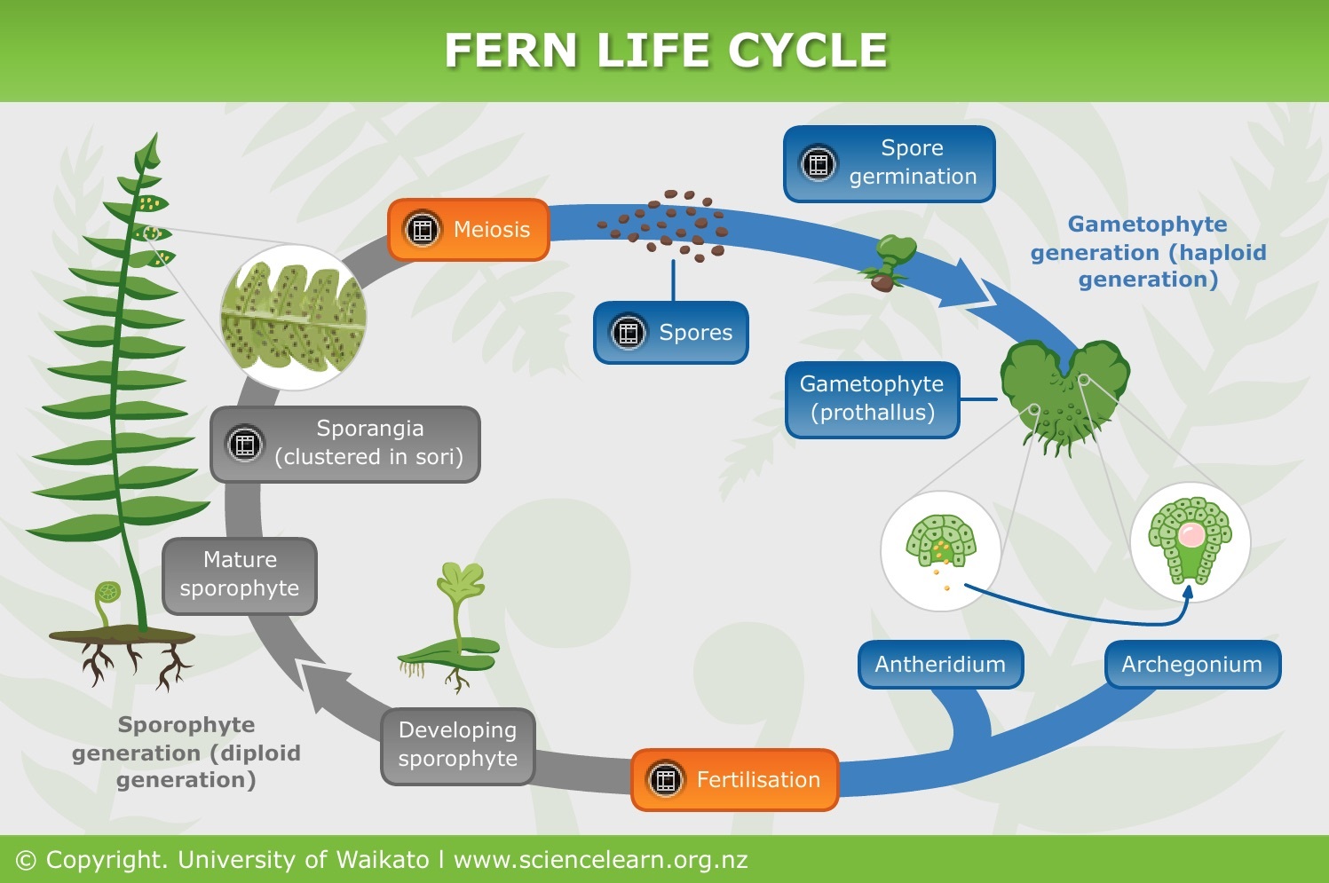 What is the dominant generation in ferns? Understanding the fern life cycle made really simple for beginners.