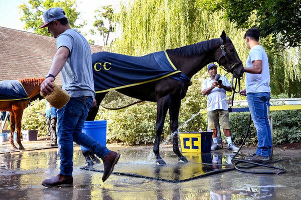 Is War Horse Racing Worth it? Discover The Real Truth!