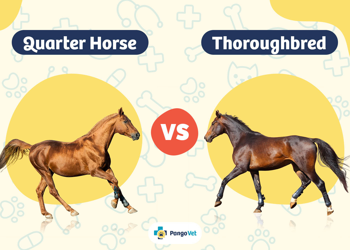 All About Quarter Horse and Thoroughbred Mix: Traits, Care, and More