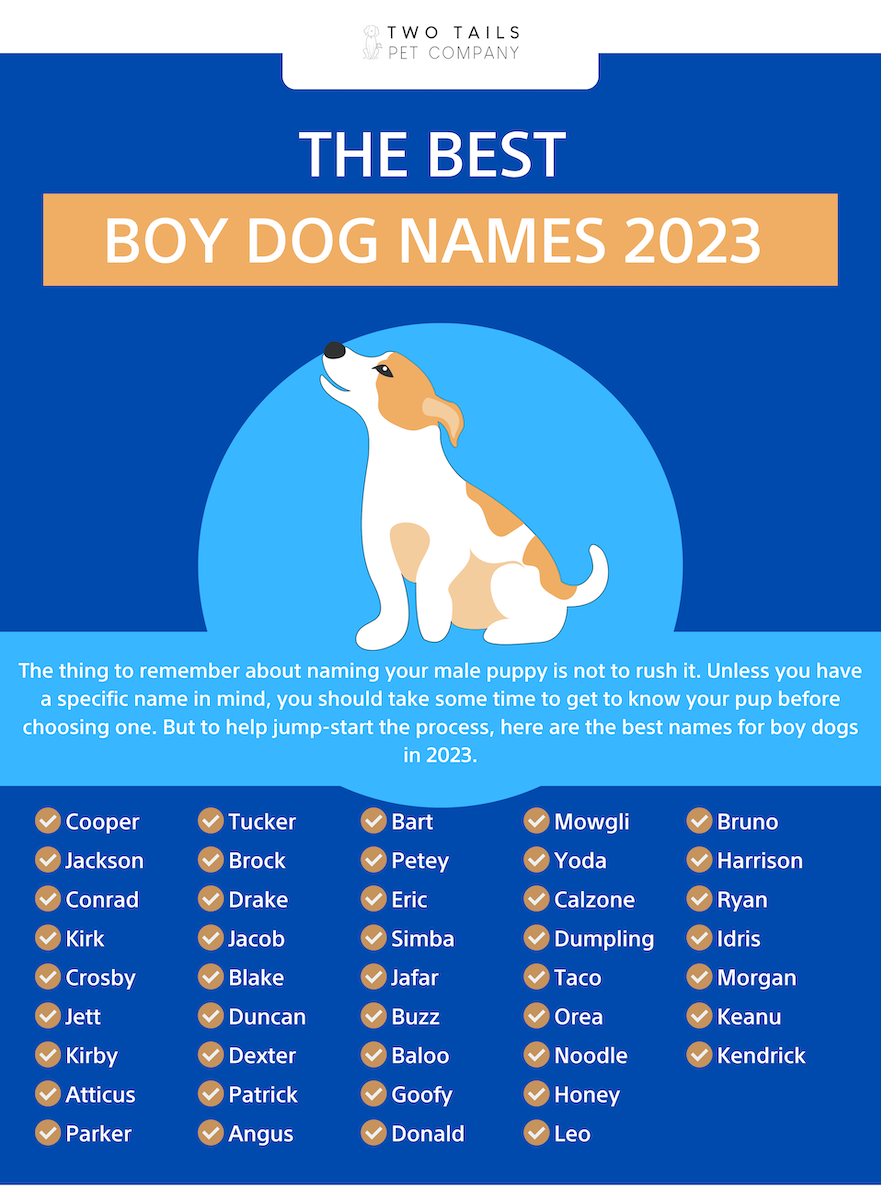 What are some cool pet names for March? Find fun and fitting choices for your furry friend.