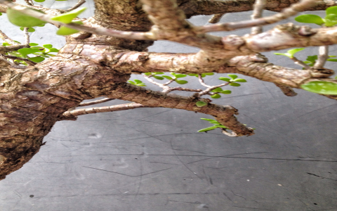 Want to know how to unlock Jade fast? Check out these effective methods.