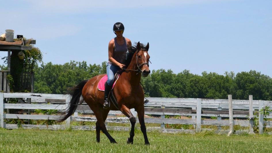 Is War Horse Racing Worth it? Discover The Real Truth!