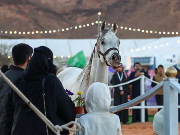Planning to see a Saudi Arabia horse show? Discover the top equestrian events you should not miss.