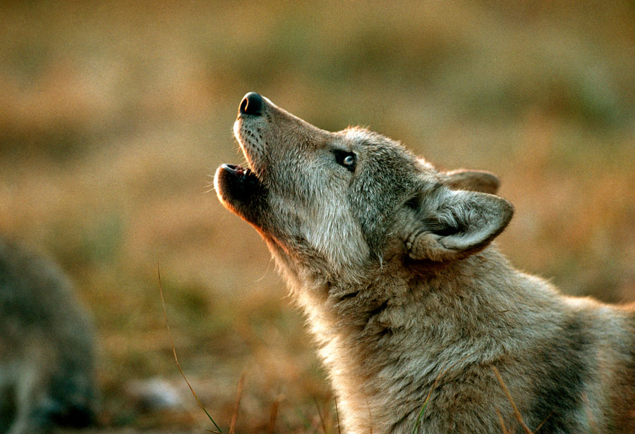 The real reason why do wolves laugh? Discover the science behind wolf communication methods.