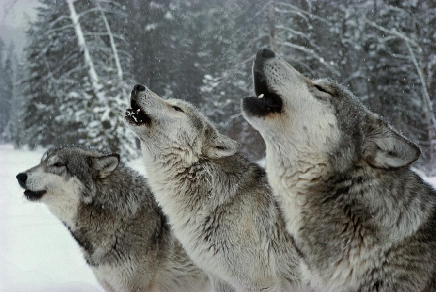 The real reason why do wolves laugh? Discover the science behind wolf communication methods.