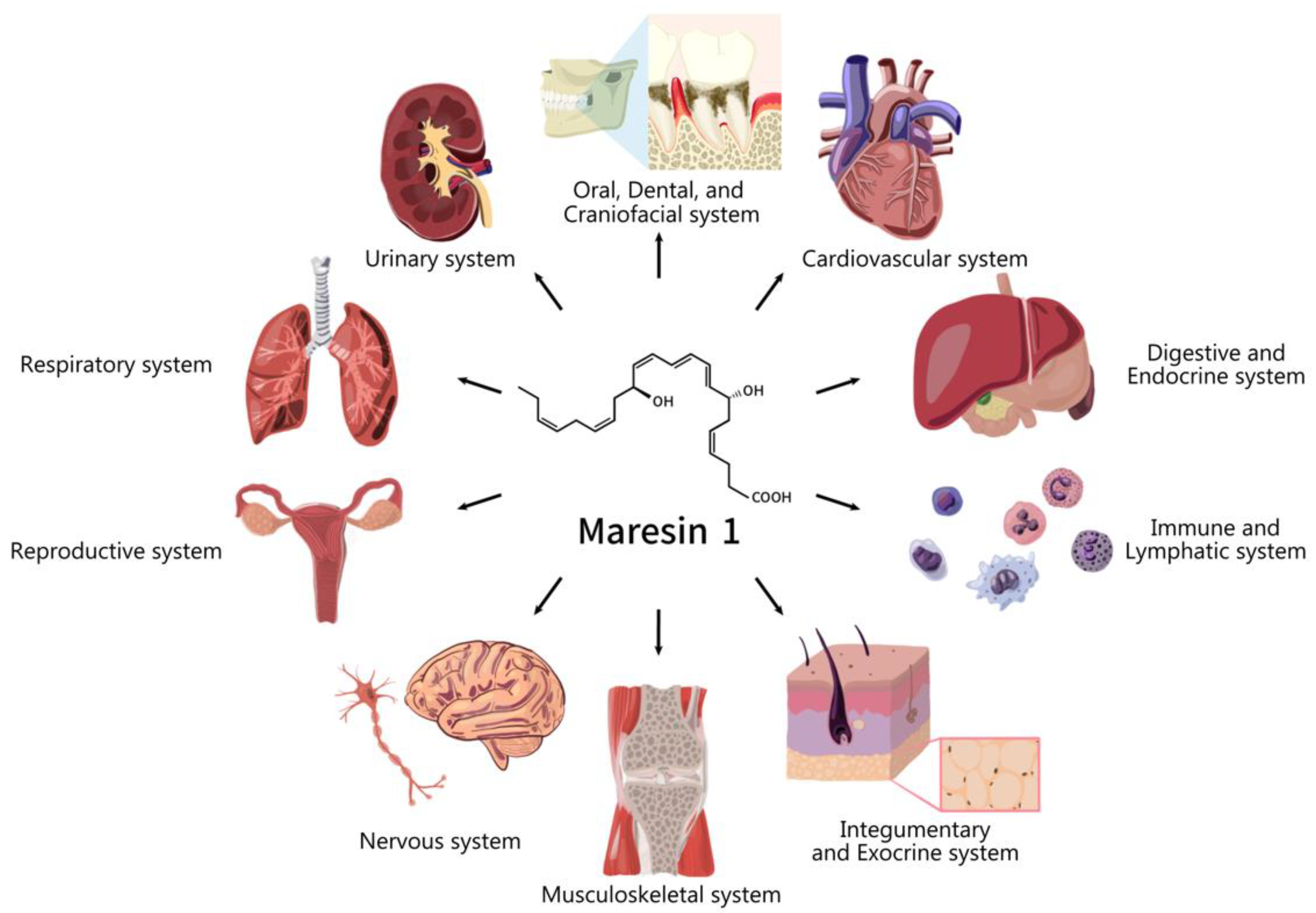 What is maresin 1 really good for? Discover the key benefits of this amazing lipid mediator now.
