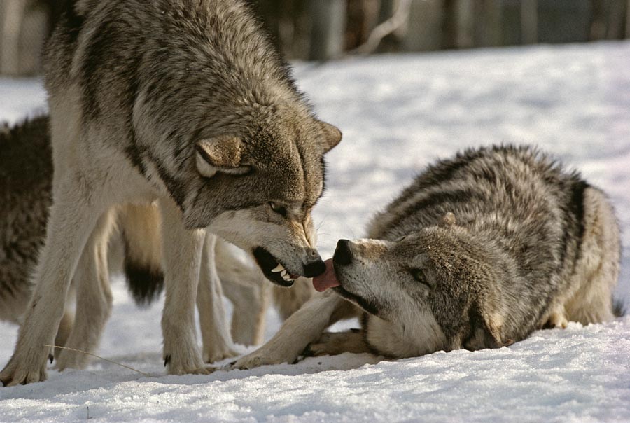 The real reason why do wolves laugh? Discover the science behind wolf communication methods.