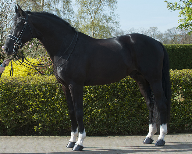 Stallion Horses: Breed Info, Temperament and Care Tips