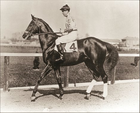 How much does a black gold race horse usually cost to buy?
