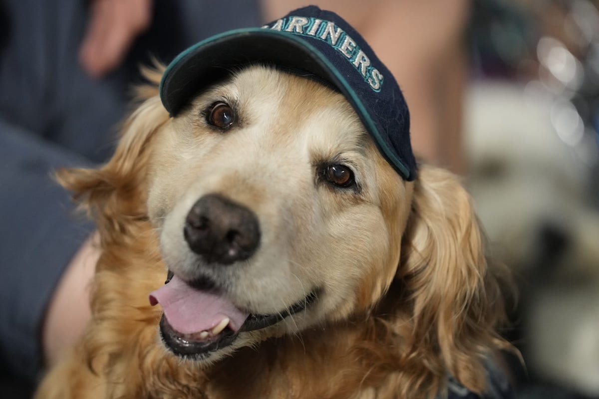 Mariners Bark in the Park 2024 Guide (Tips for a Smooth and Fun Experience with Your Pet)