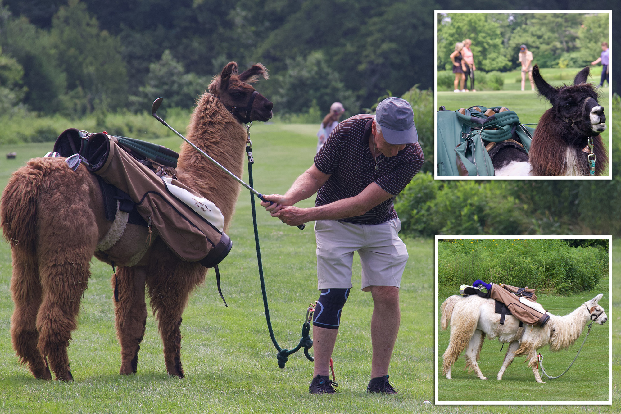 Thinking of a llama golf caddy nc? It will make your golf day in North Carolina awesome!