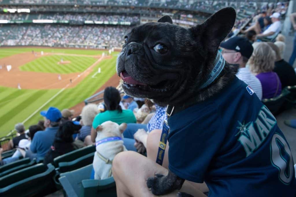 Mariners Bark in the Park 2024 Guide (Tips for a Smooth and Fun Experience with Your Pet)