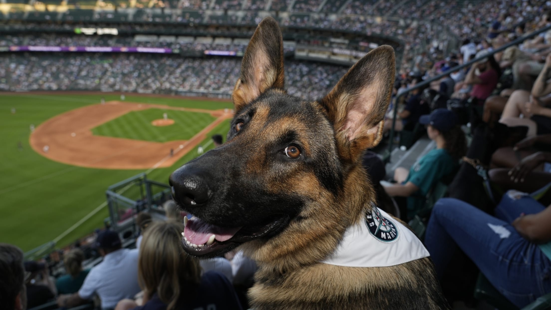 Mariners Bark in the Park 2024 Guide (Tips for a Smooth and Fun Experience with Your Pet)