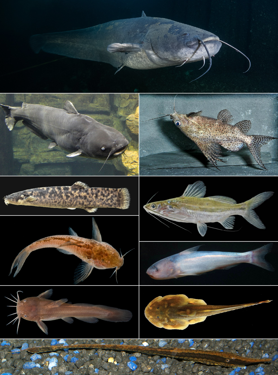 What makes the Arturo Catfish special? Uncover the unique traits of this interesting aquarium fish.