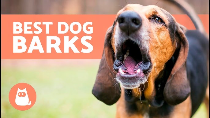 Need a dose of dog barking funny? This awesome dog barking funny compilation is for you.