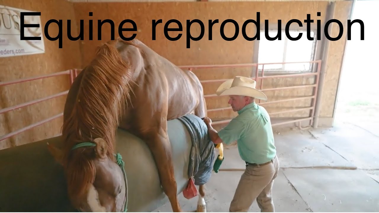 Where to Find a Clear Horse Breeding Video? These Top Sites Show the Full Process.