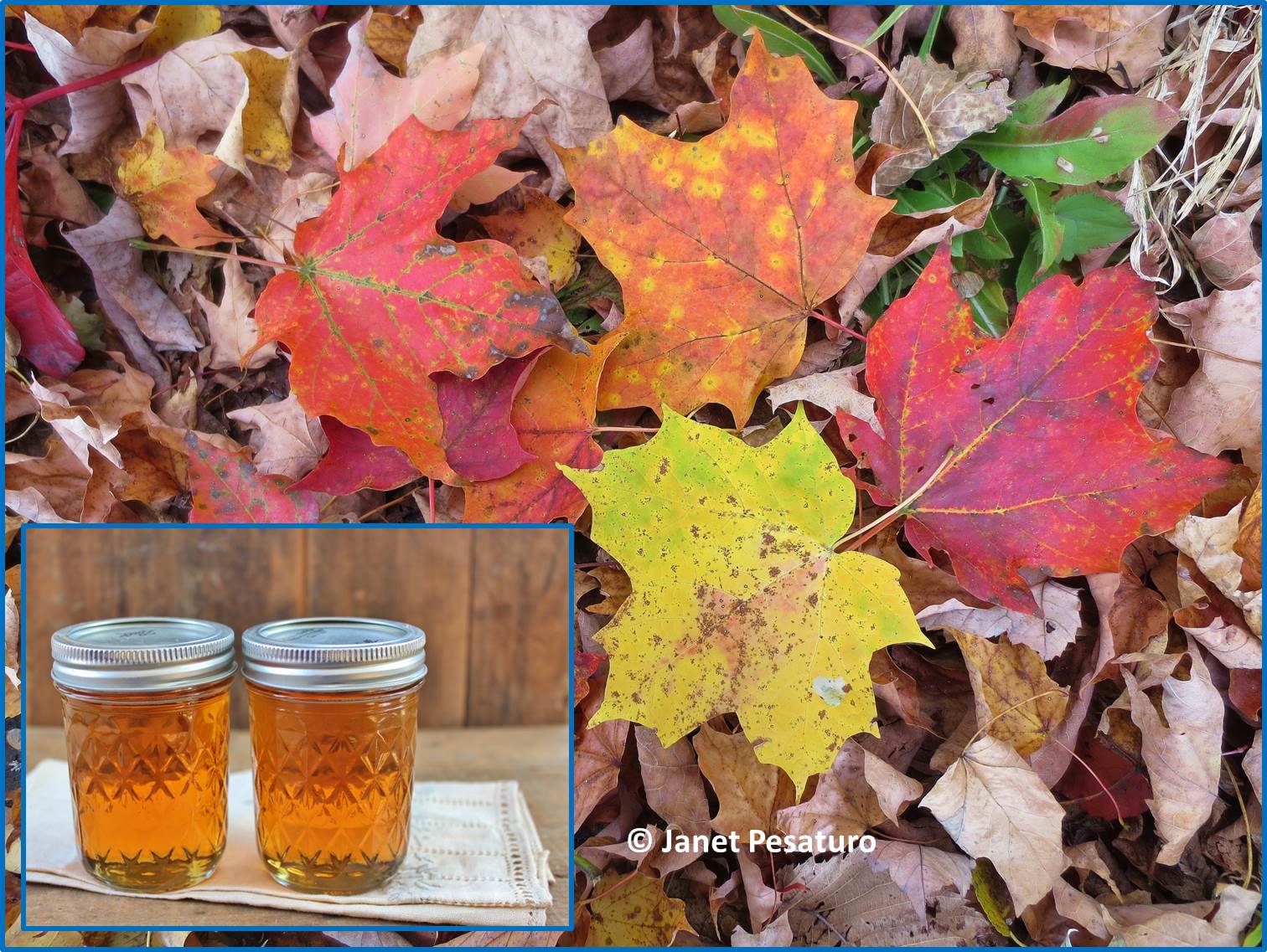 How to choose a good sugar maple farm to visit? Easy tips here to pick the best sugar maple farm for your family!
