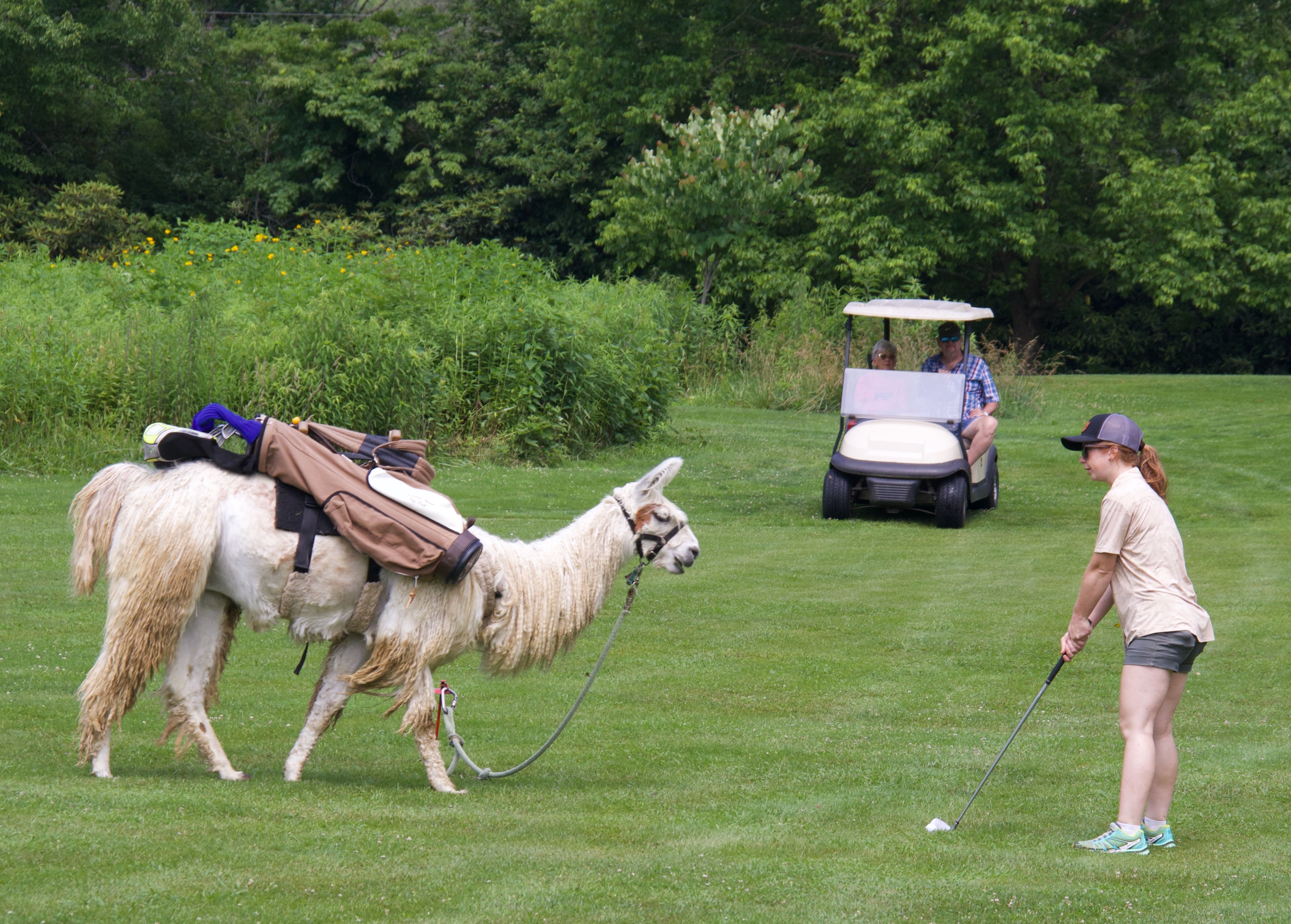 Thinking of a llama golf caddy nc? It will make your golf day in North Carolina awesome!