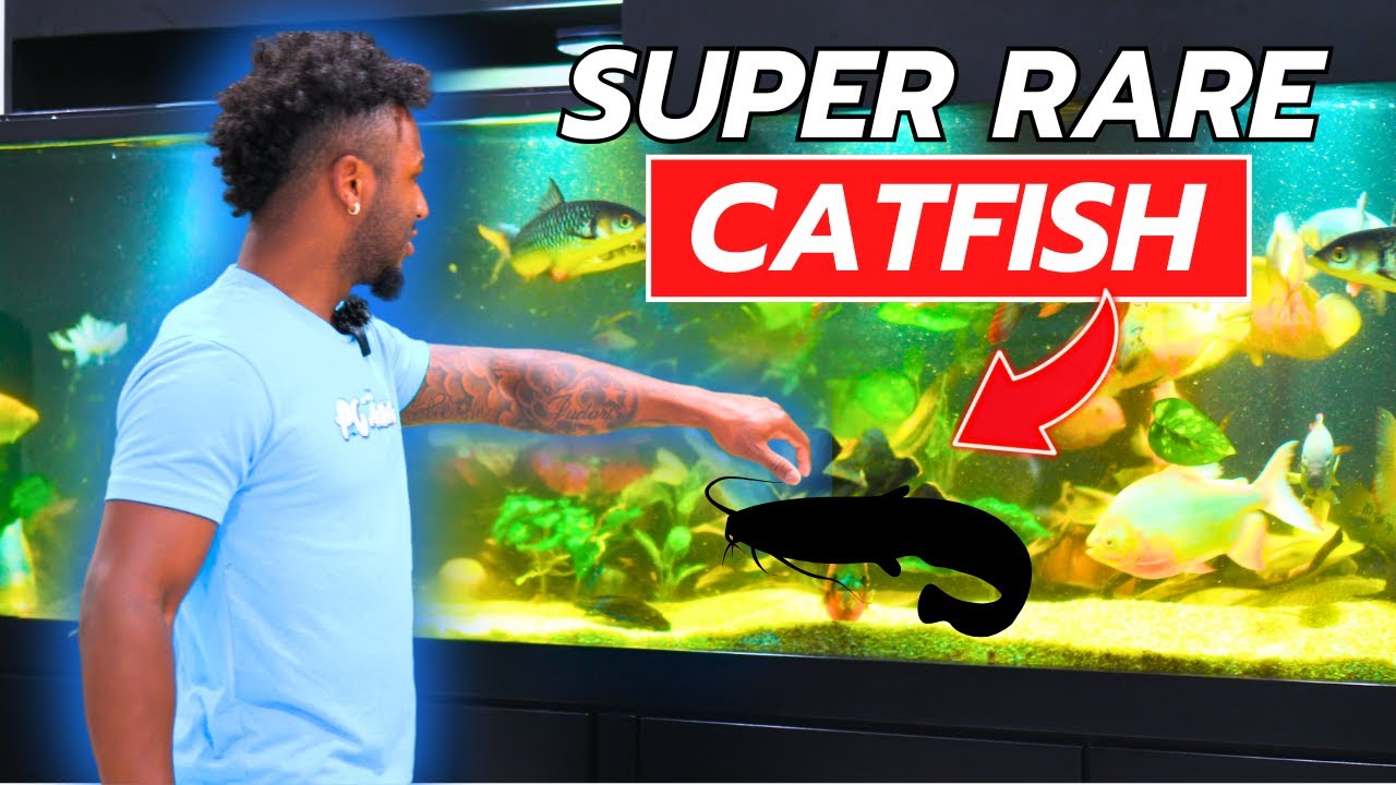 What makes the Arturo Catfish special? Uncover the unique traits of this interesting aquarium fish.
