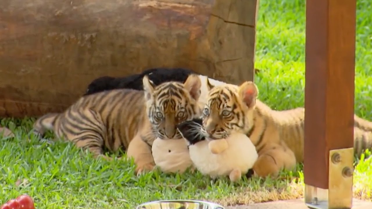 Twin Tiger Cubs: A Heartwarming Tale of Natures Wonders