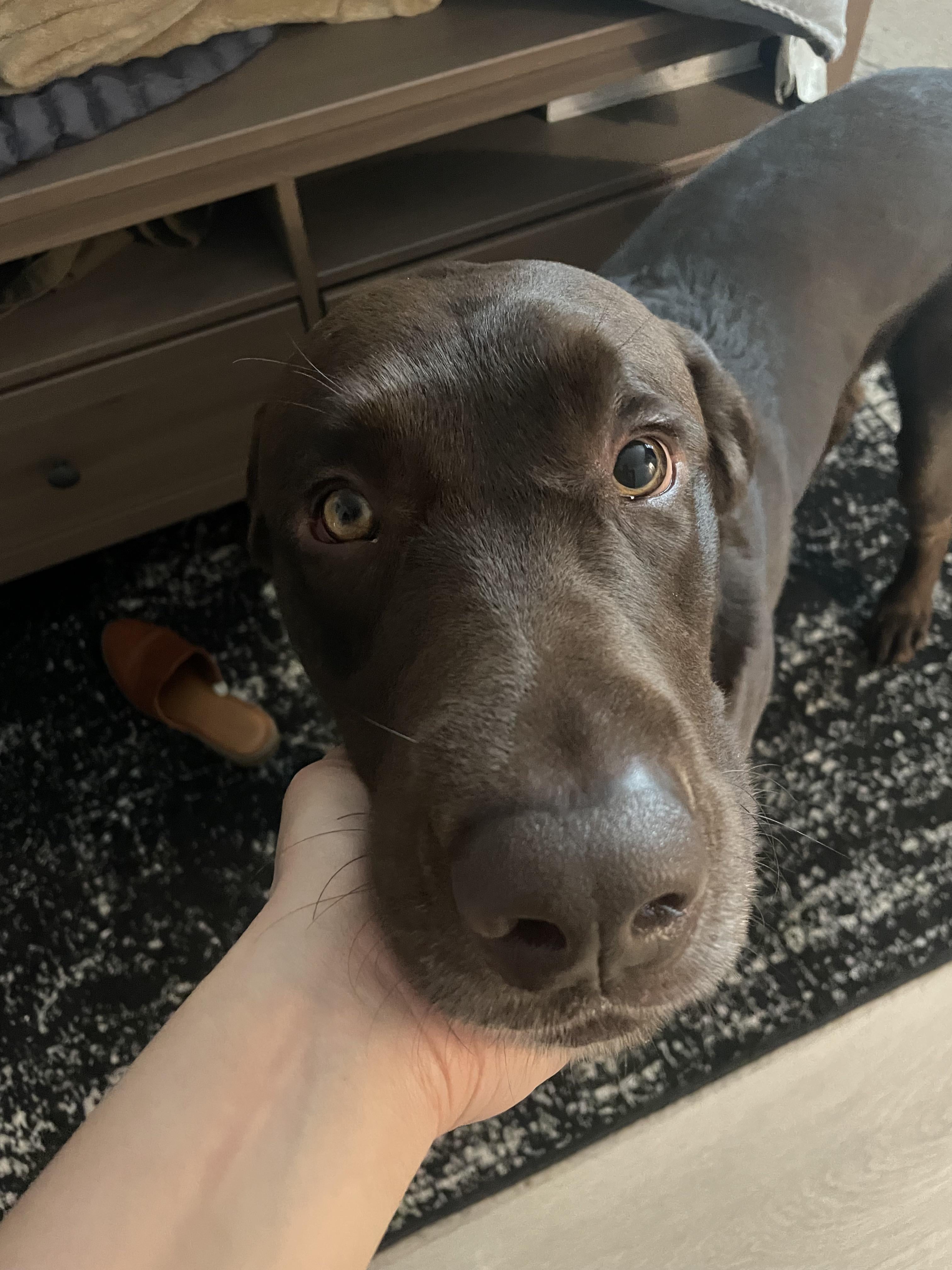 Dog hit in the eye with ball, how do I know if its bad? Important signs to look for.