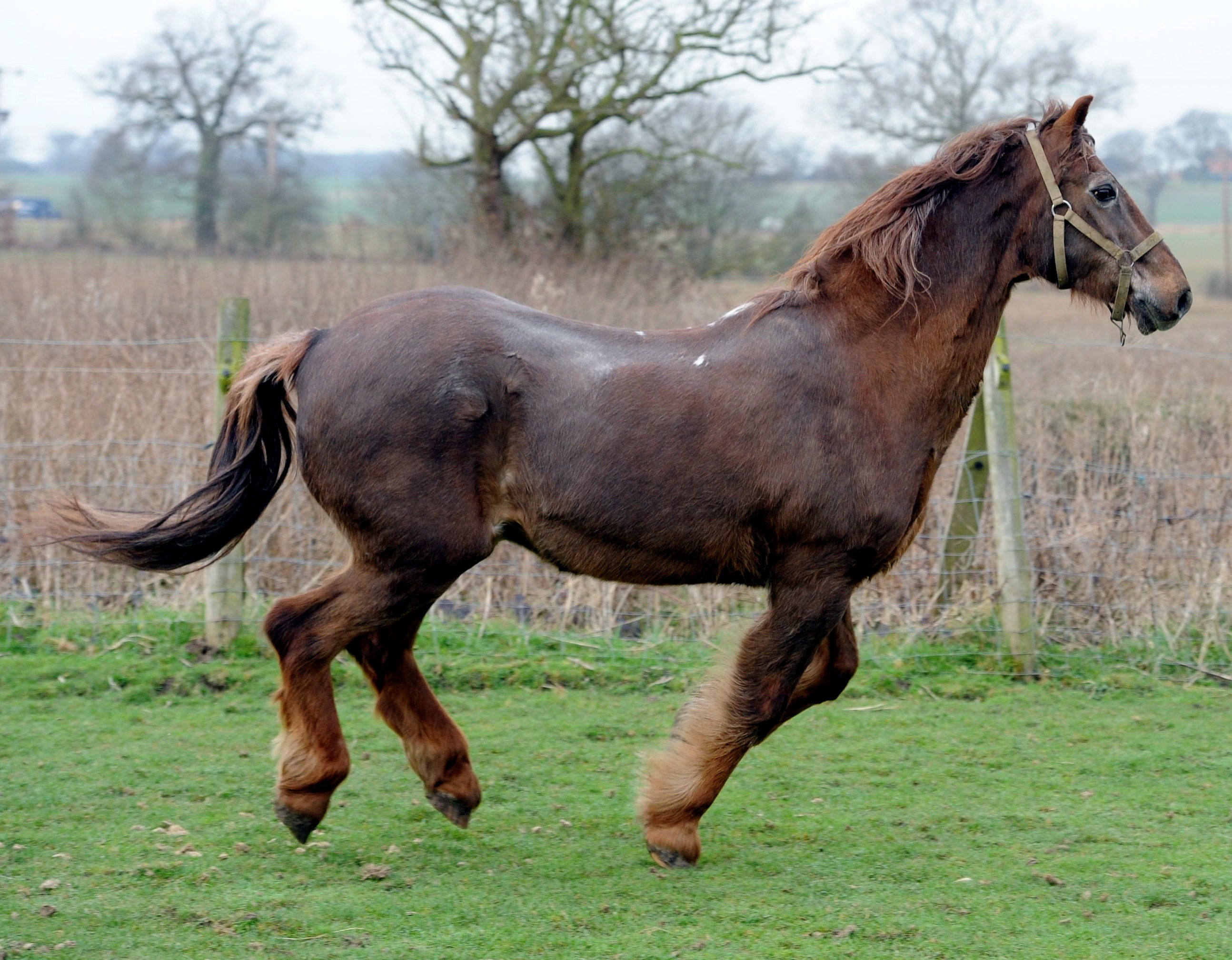How old is the worlds oldest horse (Find out the record holders amazing age today!)