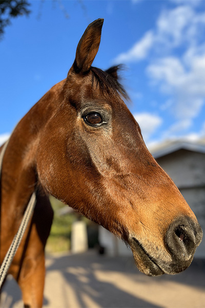 How old is the worlds oldest horse (Find out the record holders amazing age today!)