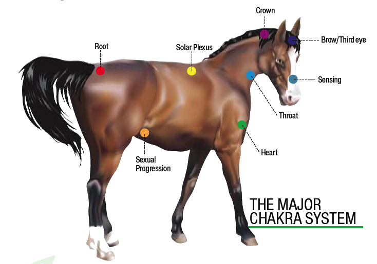 Is horse coloring relaxing discover 3 calming benefits today