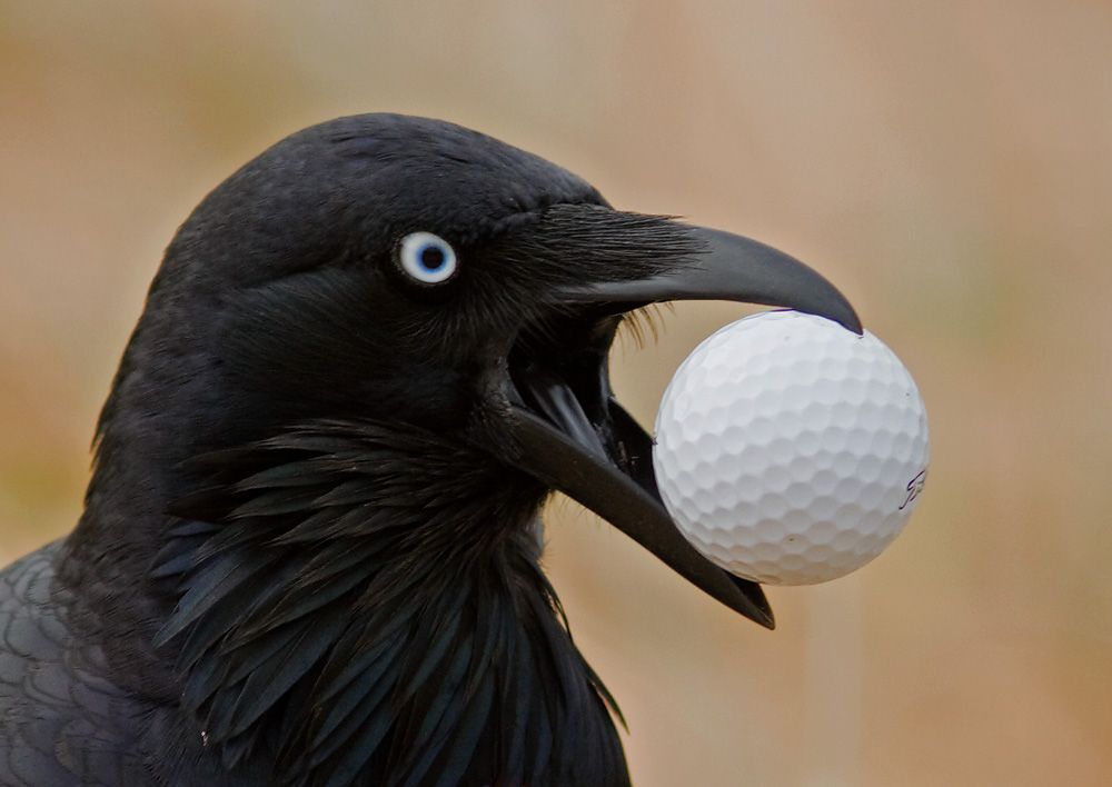 Can You Get Penalized for Hit Bird with Golf Ball?