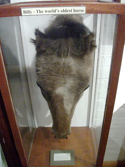 amazing history behind the oldest horse ever recorded in the world