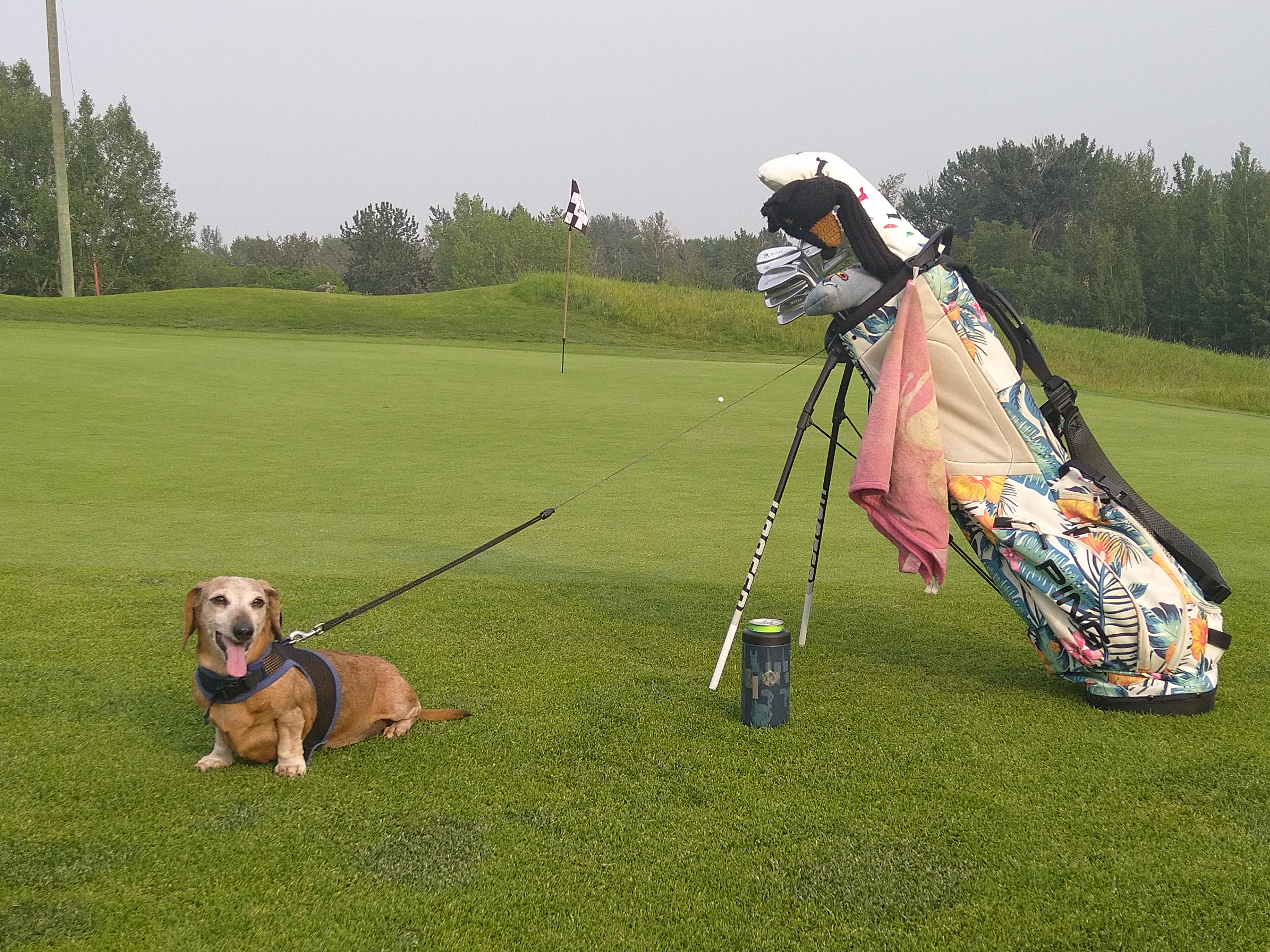 Dogs golfing benefits why every pet owner should try this sport