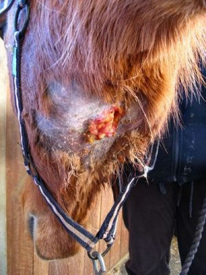 Can Strangles Kill Horses? Check the Survival Rate and Key Prevention Steps