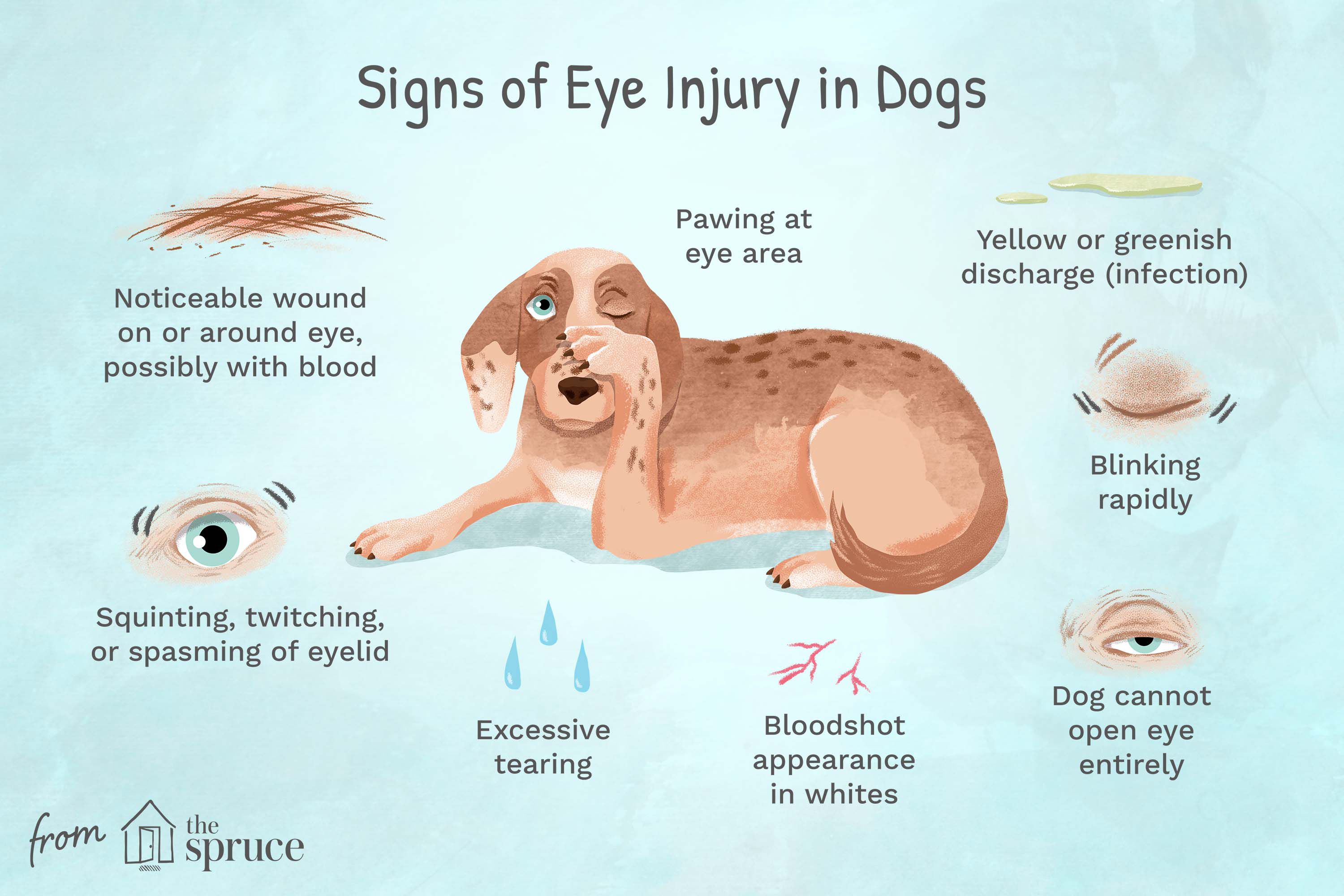Dog hit in the eye with ball, how do I know if its bad? Important signs to look for.