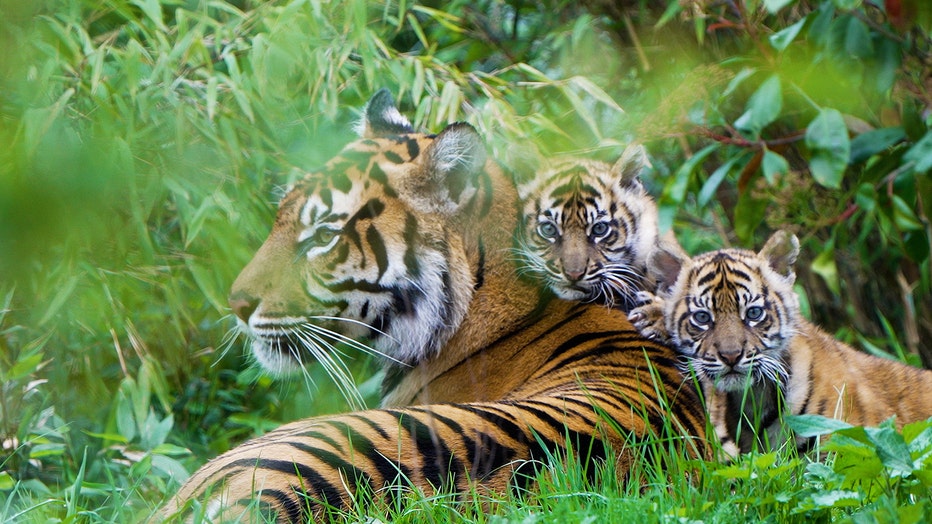 Twin Tiger Cubs: A Heartwarming Tale of Natures Wonders