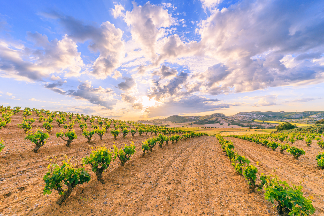 Ribera del Duero Wine Region: Explore Spains Hidden Gem