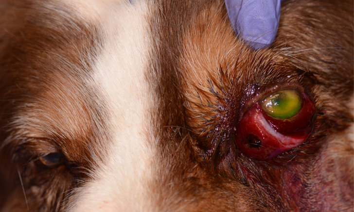 Dog hit in the eye with ball, how do I know if its bad? Important signs to look for.