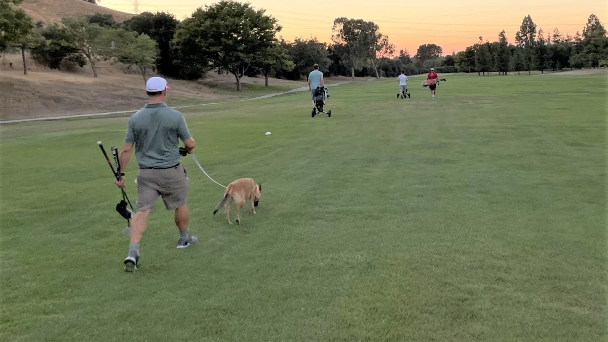 Dogs golfing benefits why every pet owner should try this sport
