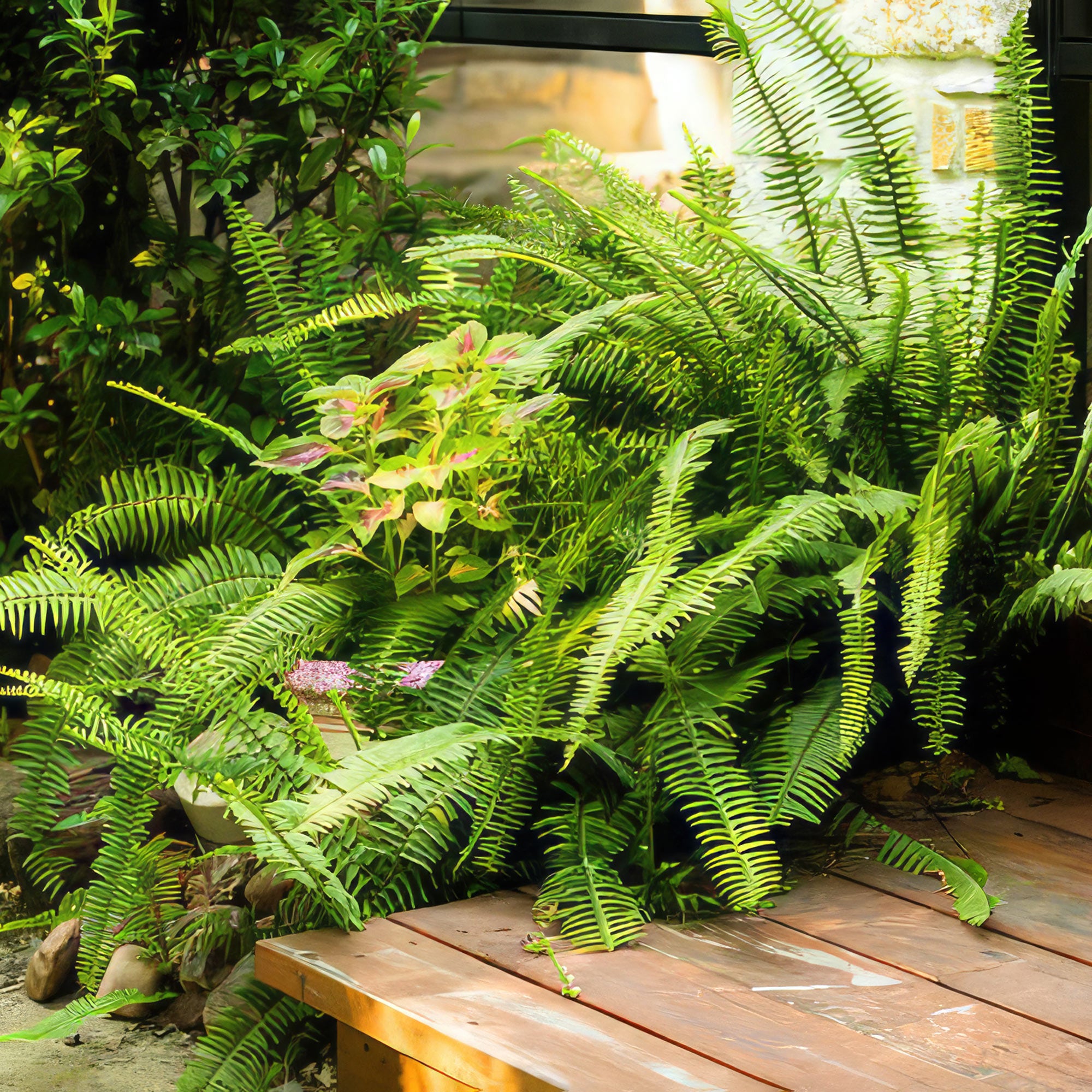 Why Boston ferns come back every year? Nature answers explained!