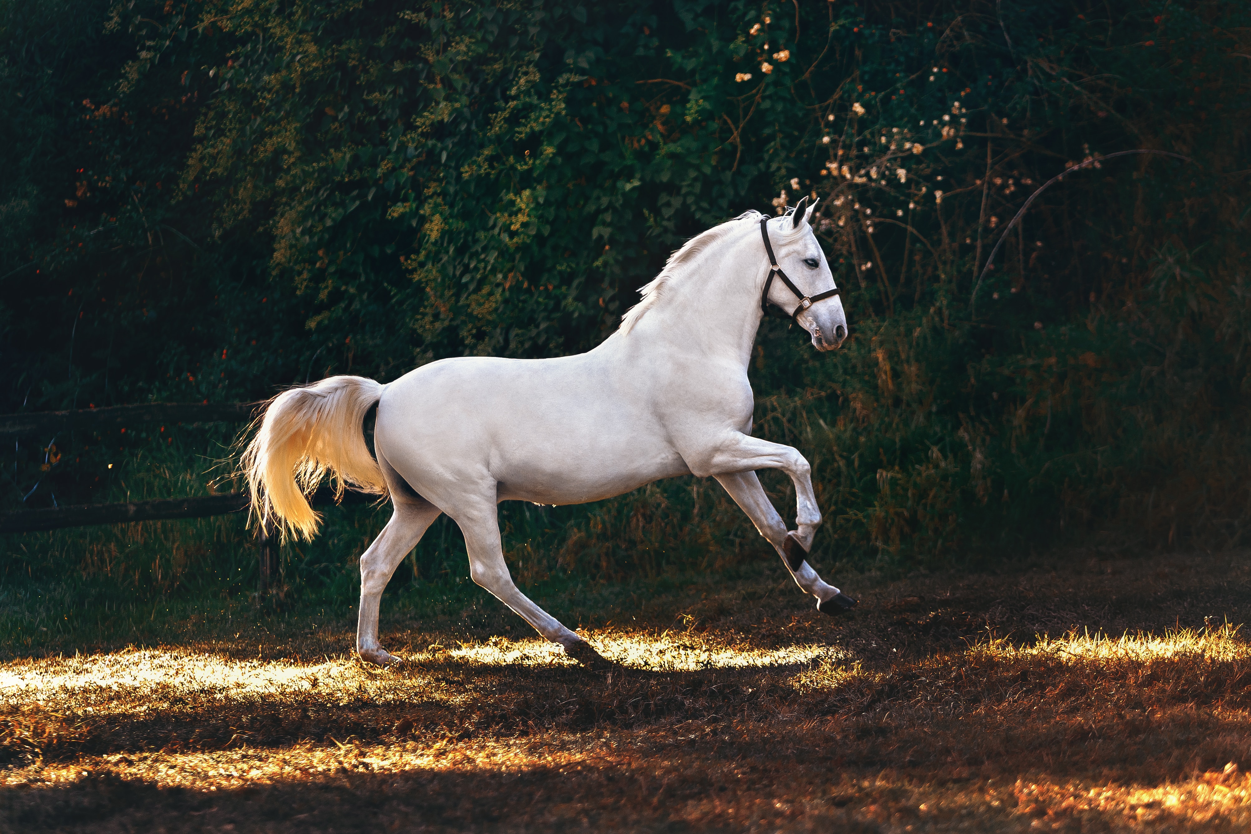 How to understand your dream of a horse? Simple tips explained today.