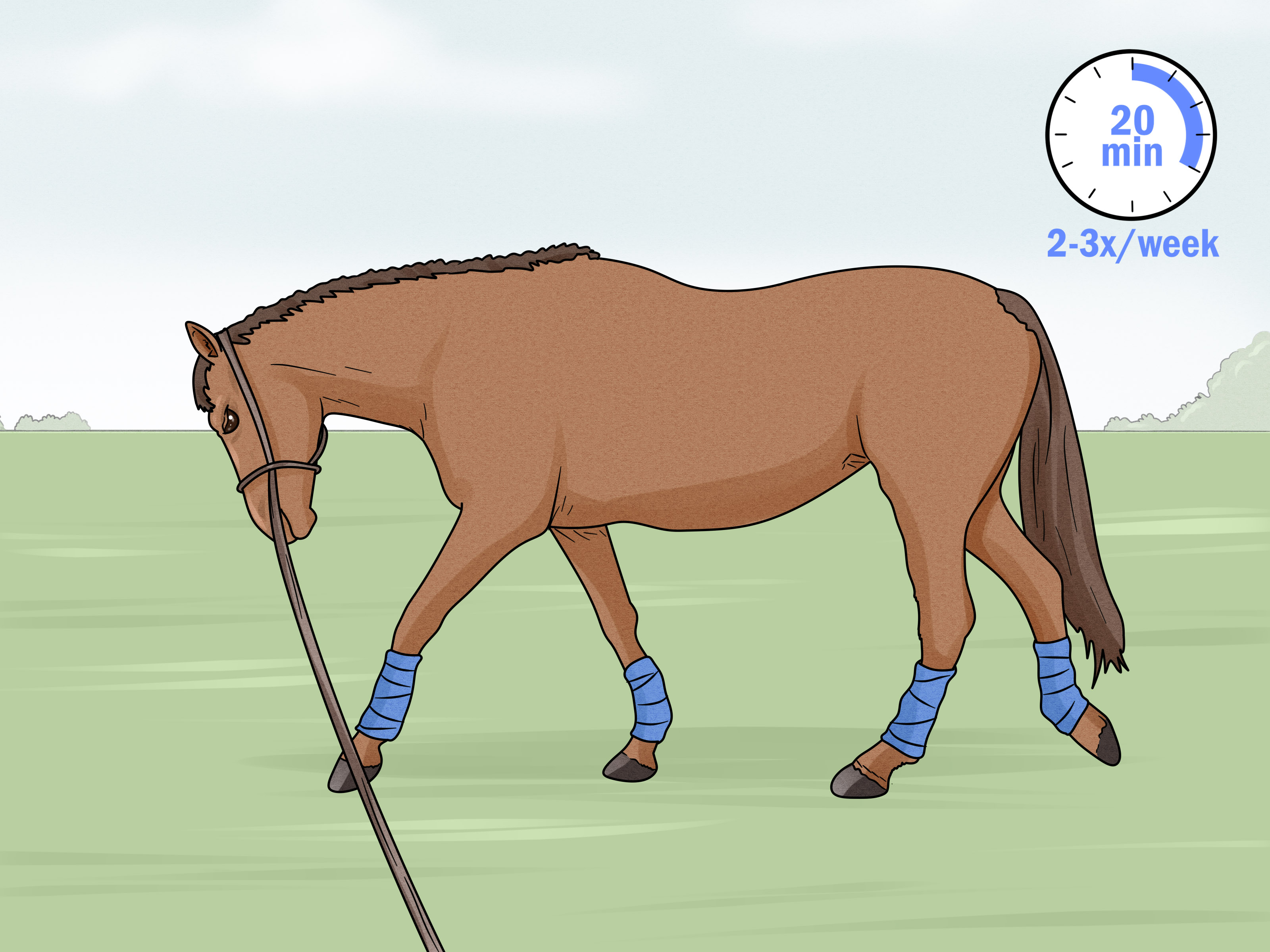How 2 Legged Horses Run Successfully Get Practical Care Advice
