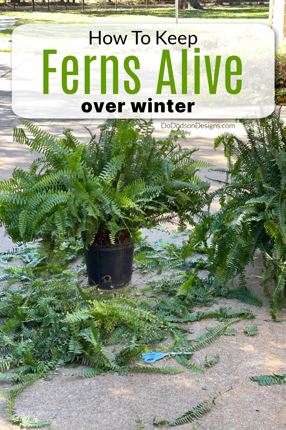 Do Boston Ferns Come Back Every Year Find Out How to Keep Them Alive