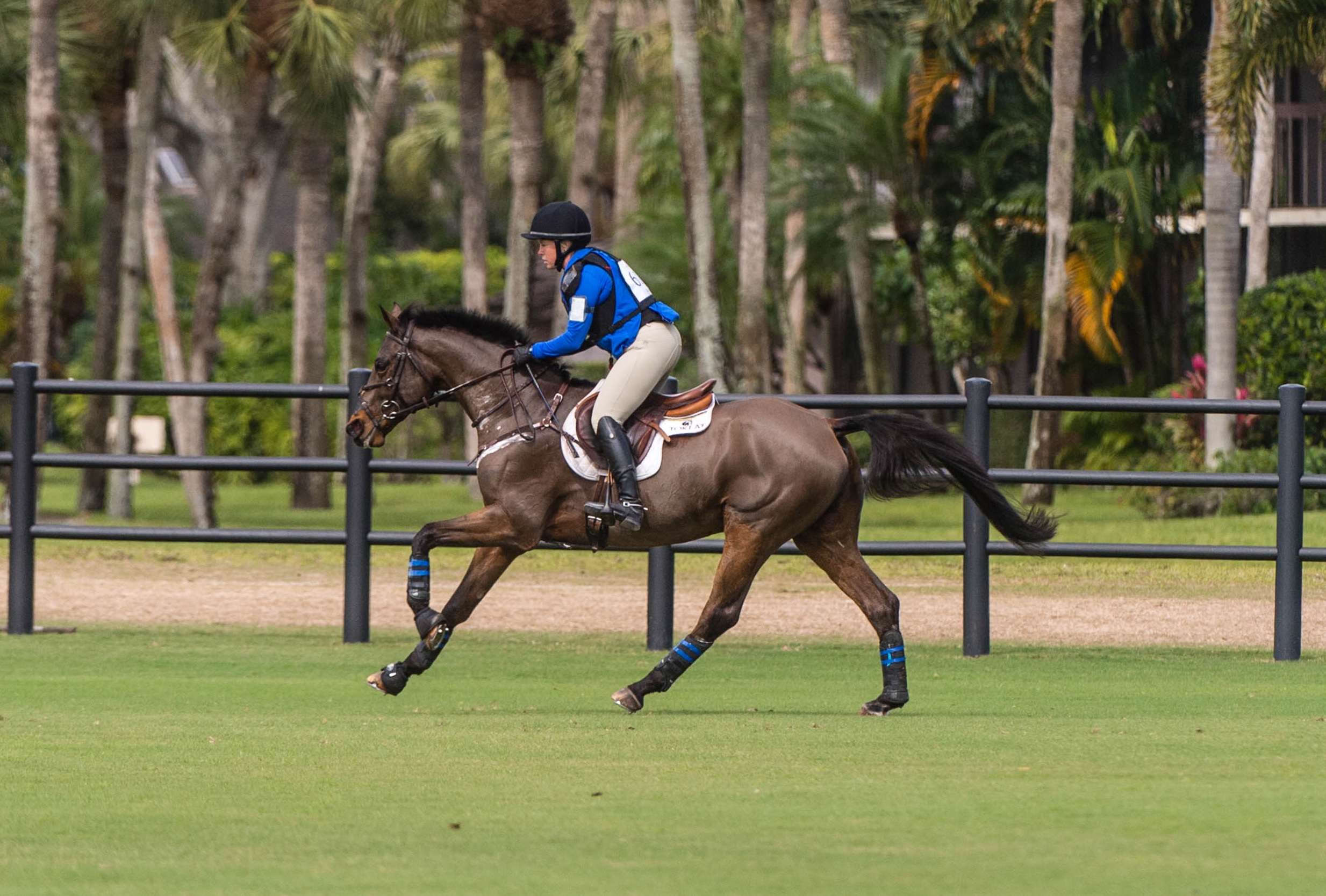 How 2 Legged Horses Run Successfully Get Practical Care Advice