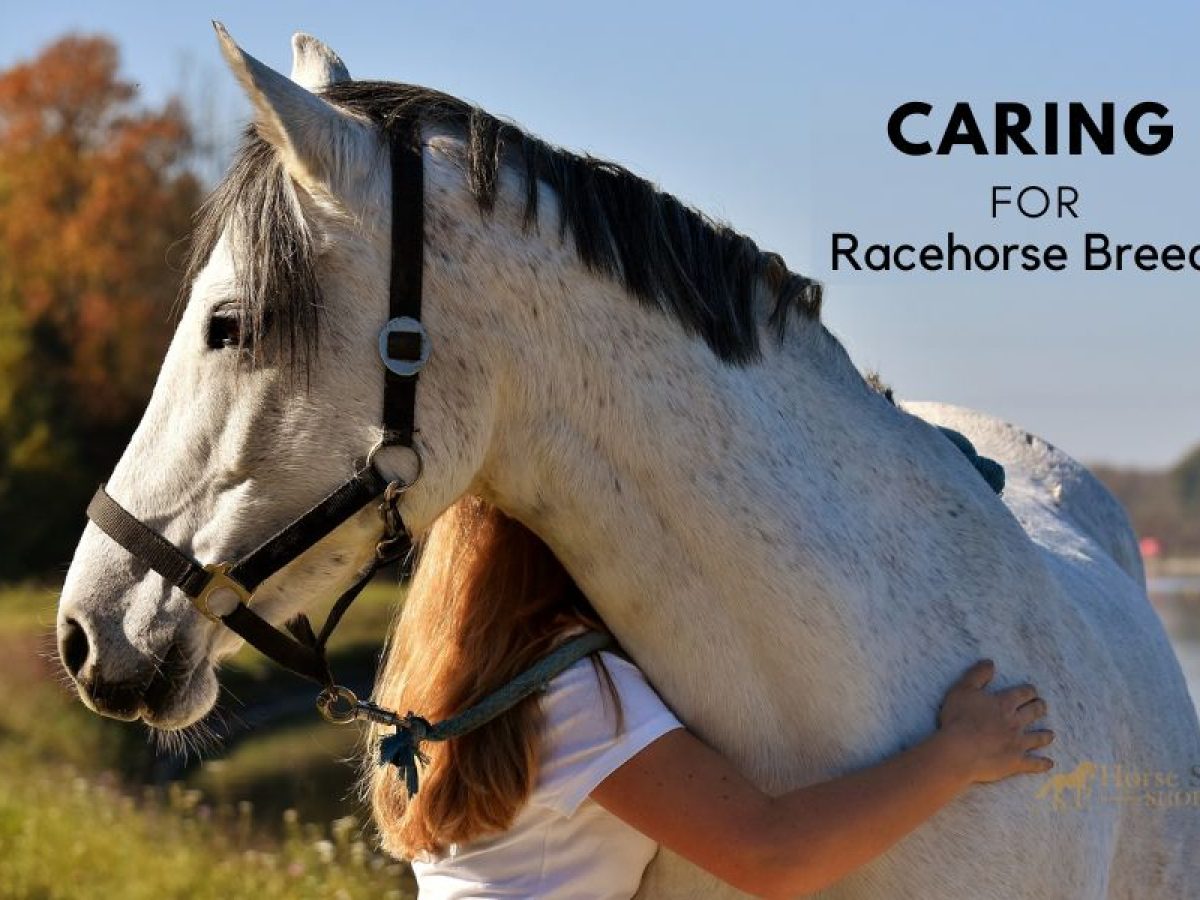 How 2 Legged Horses Run Successfully Get Practical Care Advice