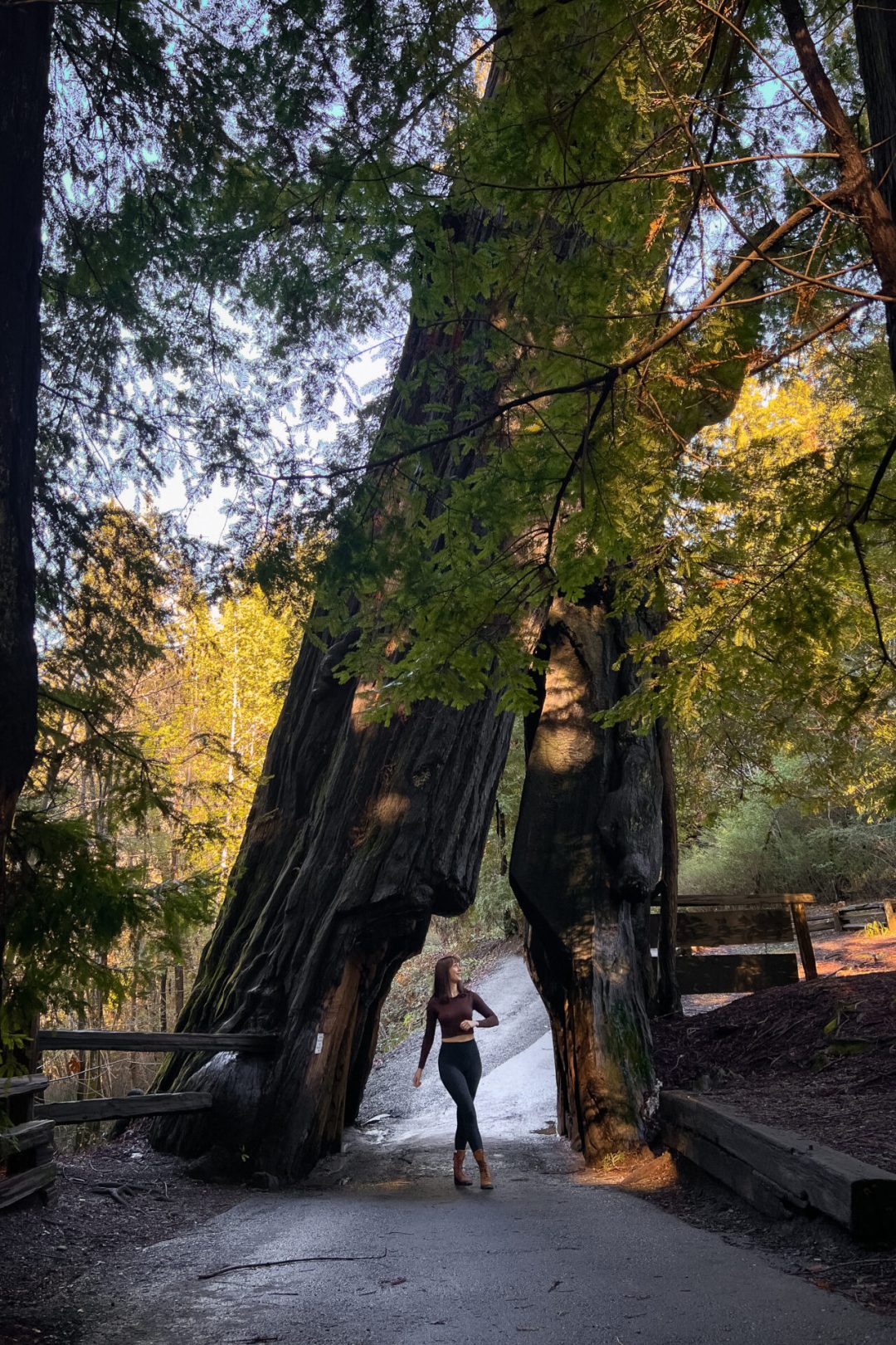 Forest of the Giants Sightseeing - Most Beautiful Spots to See