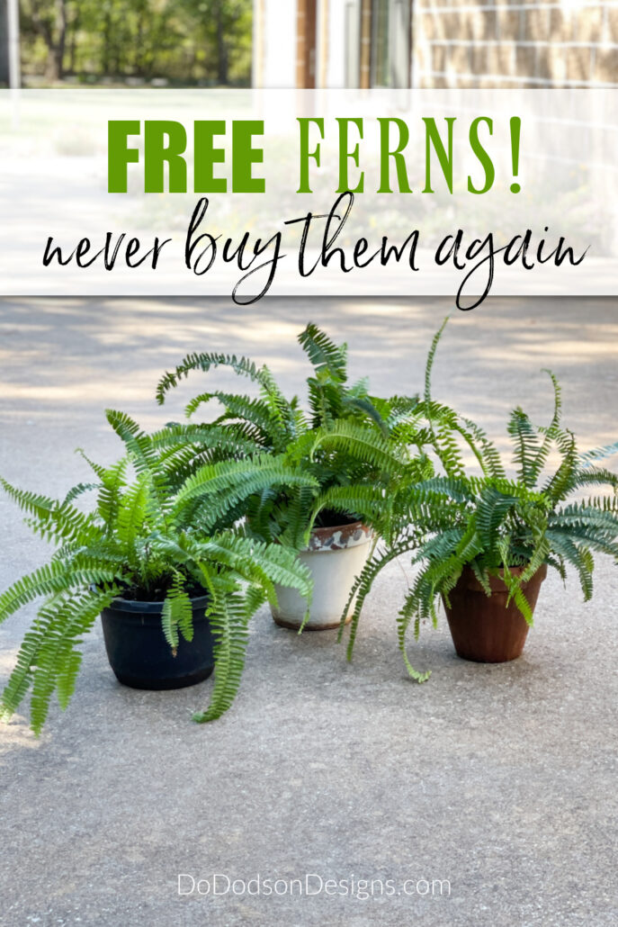 Do Boston Ferns Come Back Every Year Find Out How to Keep Them Alive